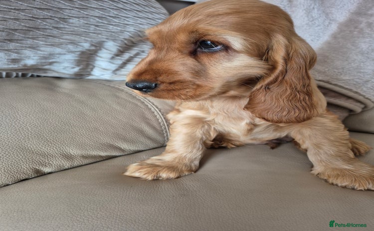 Cocker Spaniel dogs - Advert 4