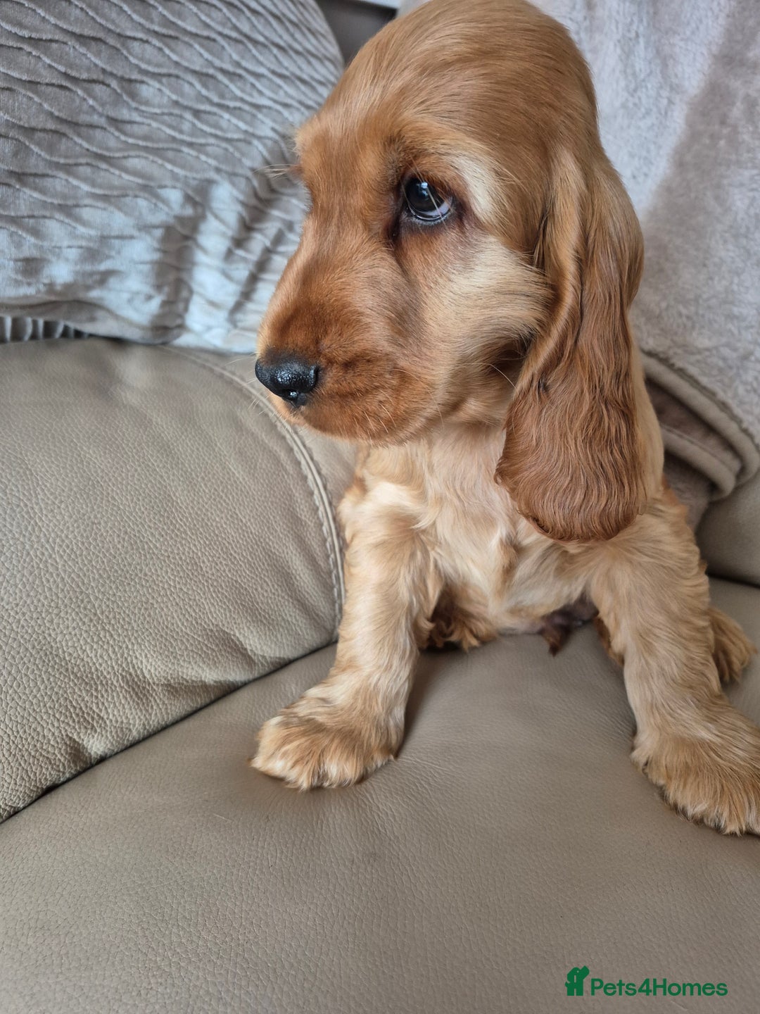 Cocker Spaniel dogs for sale: Kc Golden Show Cocker puppy Boy Health tested - Image 2