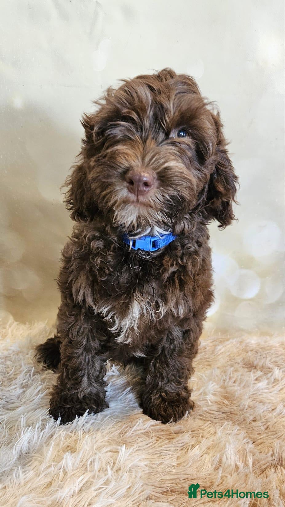 Cockapoo dogs LYNJONBORNS BEAUTIFUL COCKAP00 PUPPYS - Advert 1