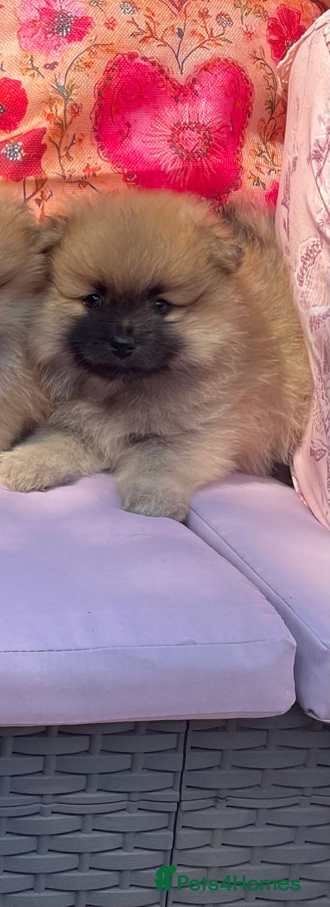 Pomeranian dogs for sale: Beautiful Full Pedigree Pomeranians - Image 12