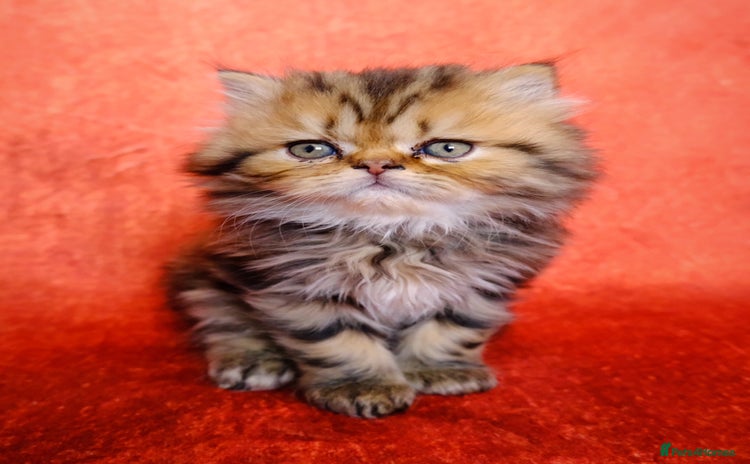 Persian cats - Advert 1