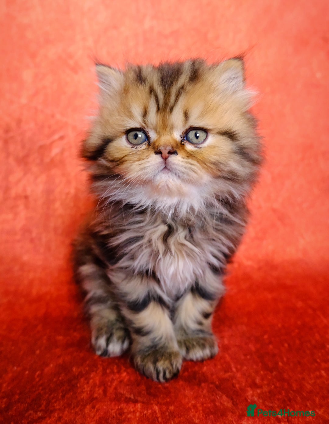 Persian cats for sale: Beautiful Kittens Looking for Forever Homes - Image 1