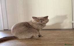 British Shorthair cats for sale: Active Lilac Champion  - Image 5