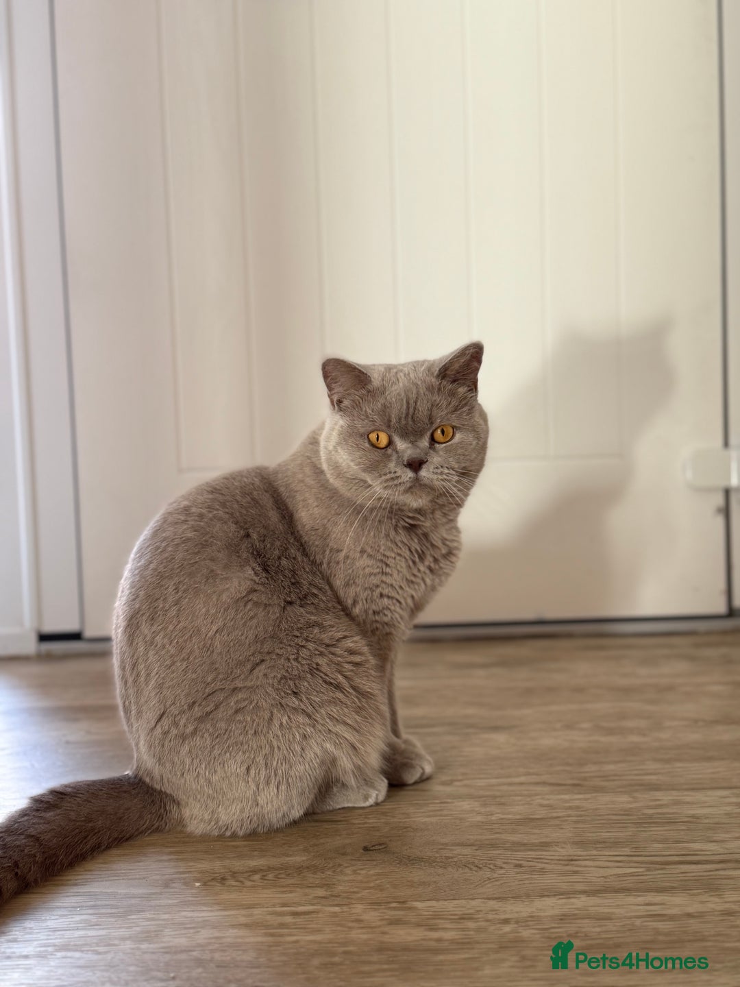 British Shorthair cats for sale: Active Lilac Champion  - Image 5