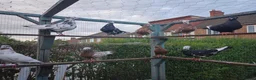 Pigeons birds for sale: serbian pigeon for sale in Luton - Advert 1