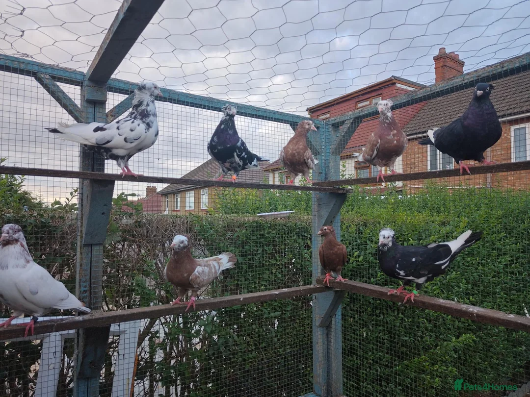 Pigeons birds for sale: serbian pigeon for sale in Luton - Advert 1