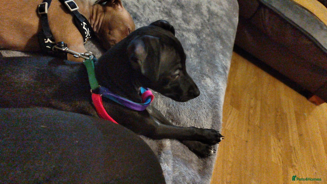 Italian Greyhound dogs for sale: Sold pending collection  - Advert 8