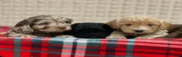 Cockapoo dogs for sale: STUNNING COCKAPOO PUPPIES READY NOW - Advert 11