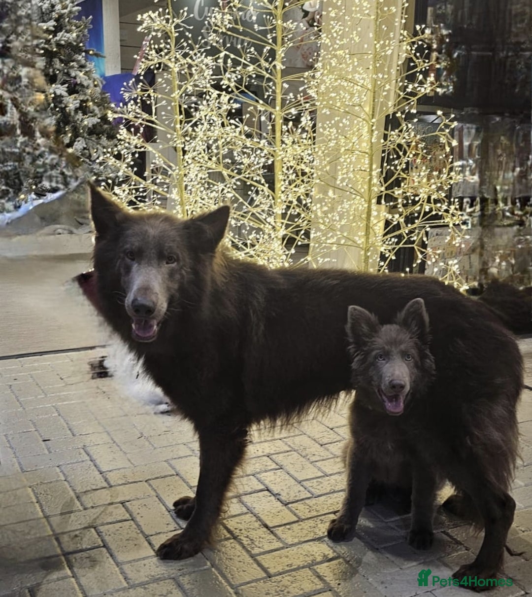 German Shepherd dogs for sale: 3 girls, long coat, STRAIGHT BACK silver sable GSD - Advert 10