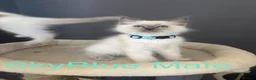 Ragdoll cats for sale: 💙6 Beautiful Pure Ragdoll Kittens💙 - Advert 15