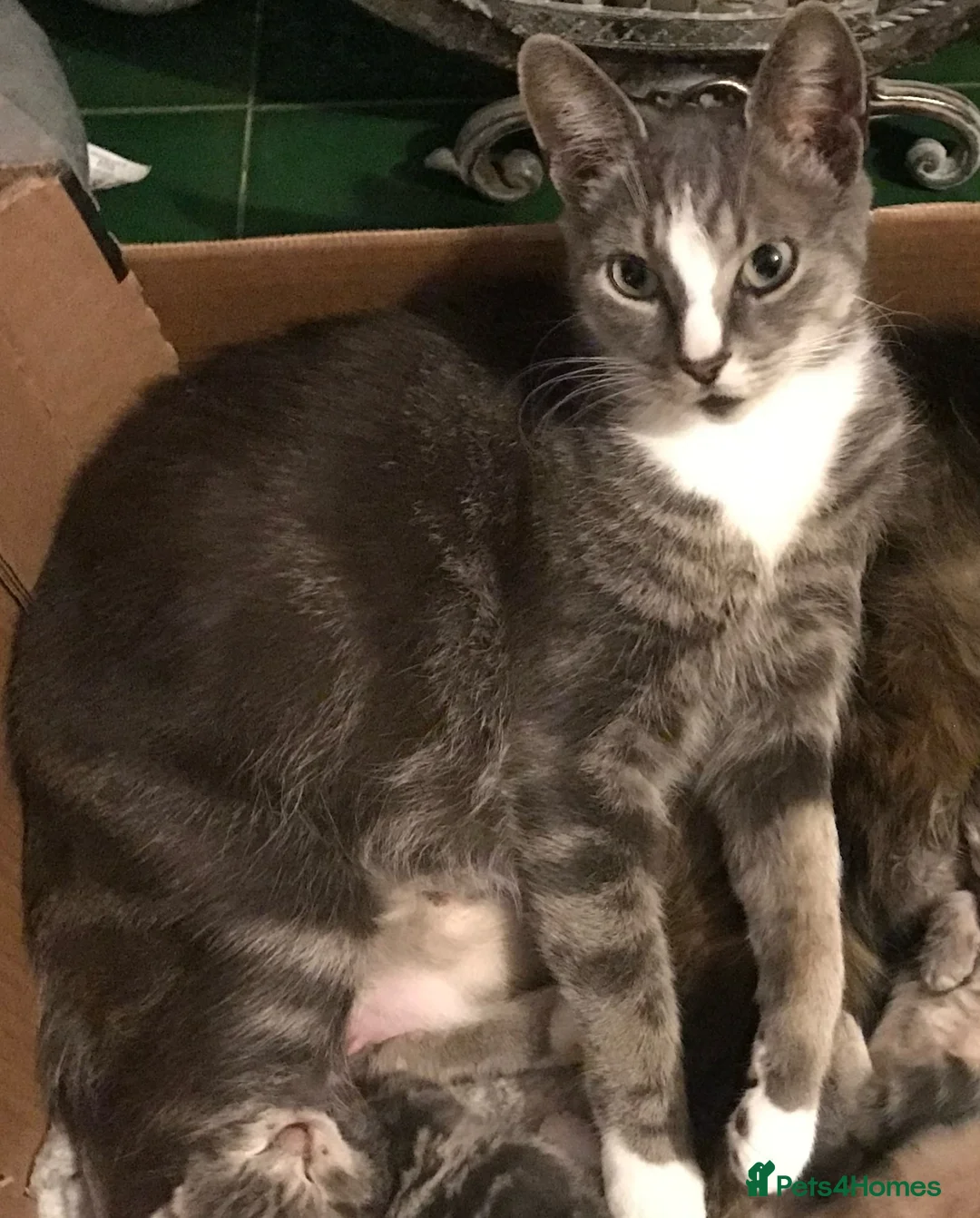 Mixed Breed cats for sale: For Sale 7 Gorgeous Kittens in Tranent - Advert 1