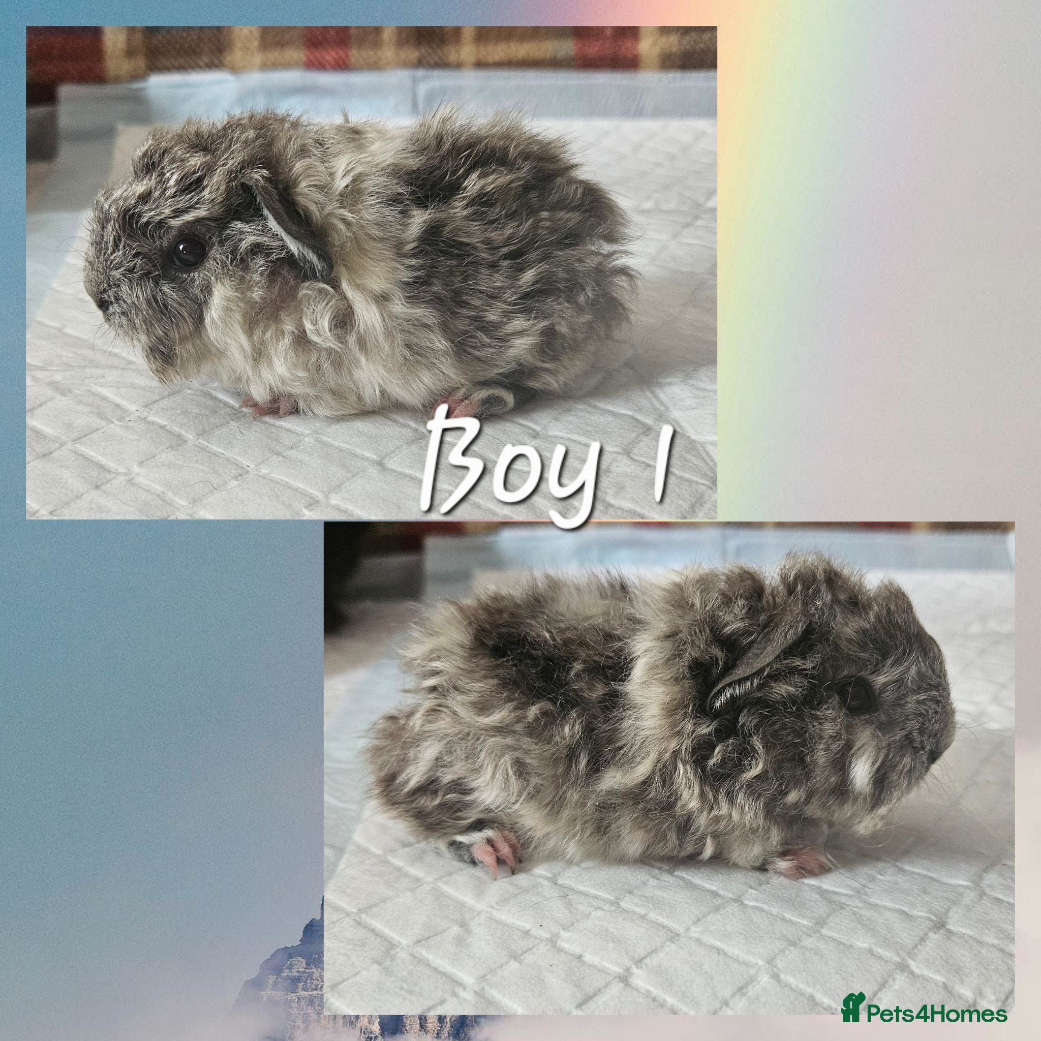 Guinea Pig rodents BEAUTIFUL FUNKY BABIES - Advert 1