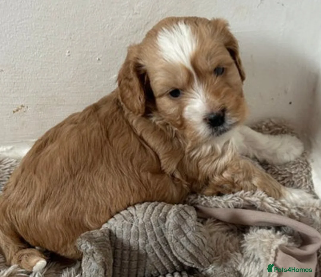 Cockapoo dogs for stud: Proven F1 cockerpoo for Stud in Sutton-in-Ashfield - Advert 30