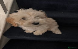 Maltipoo dogs for sale: F1 toy maltipoo female beautiful champagne/golden - Image 1