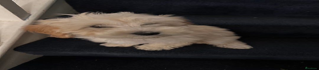 Maltipoo Puppy 1