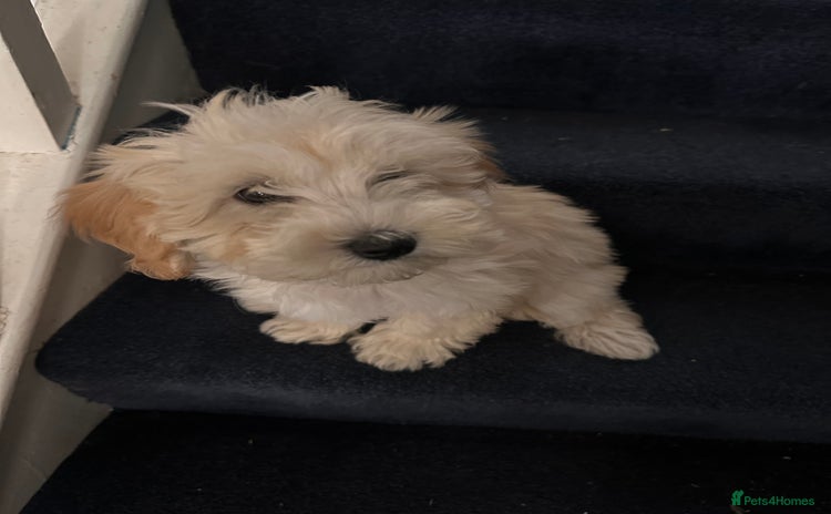 Maltipoo dogs - Advert 13
