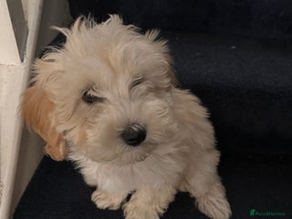 Maltipoo dogs F1 toy maltipoo female beautiful champagne/golden - Advert 3