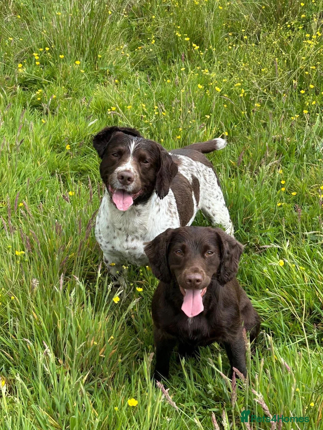 English Springer Spaniel dogs for stud: KC Registered Springer Spaniel Available for Stud - Advert 1