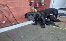 Cane Corso dogs for sale: Cane corso for sale  - Image 10
