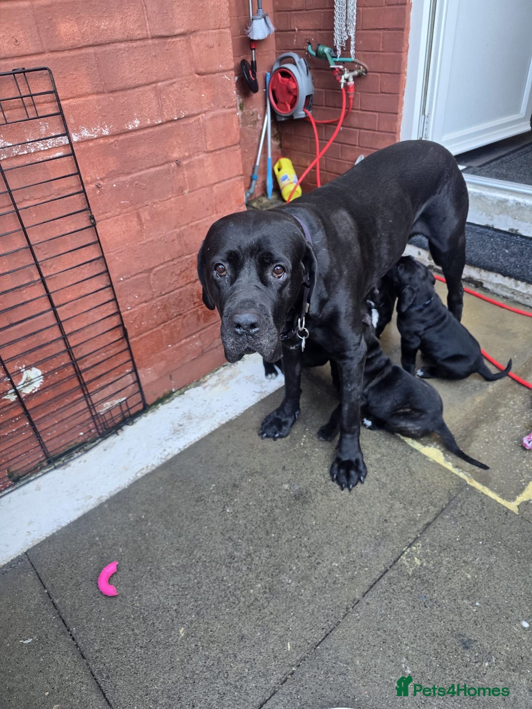 Cane Corso dogs for sale: Cane corso for sale  - Image 10