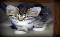 Domestic Shorthair cats for sale: Two very Pretty Kittens - Image 1