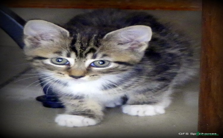 Domestic Shorthair cats - Advert 2