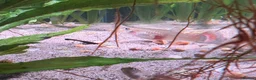 Live Bearers fish for sale: 4 Adult Female Guppies + Many Various Age Fry in Stone - Advert 6