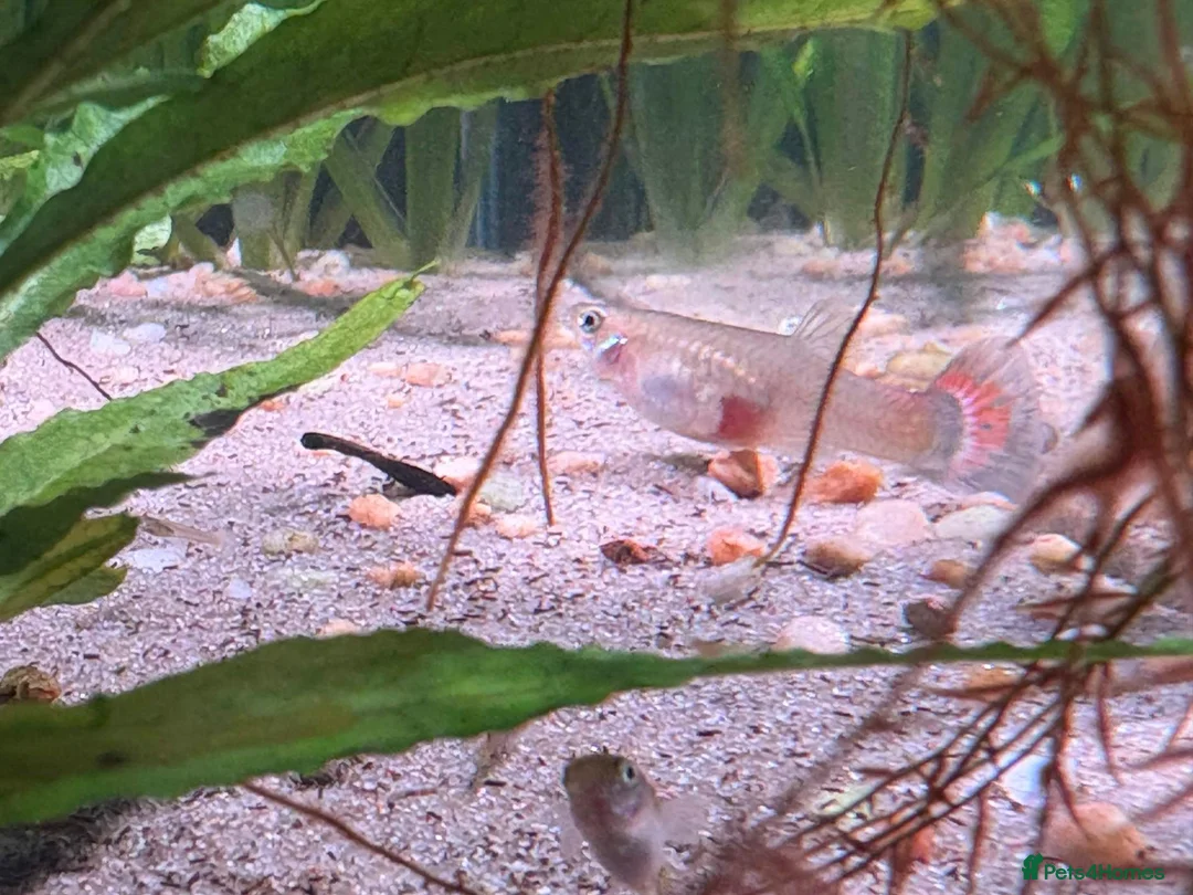Live Bearers fish for sale: 4 Adult Female Guppies + Many Various Age Fry in Stone - Advert 6