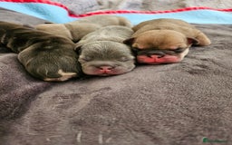 French Bulldog dogs for sale: ⚡️Exquisite 🌈 Pedigree French Bulldog Puppies ⚡️ - Image 26