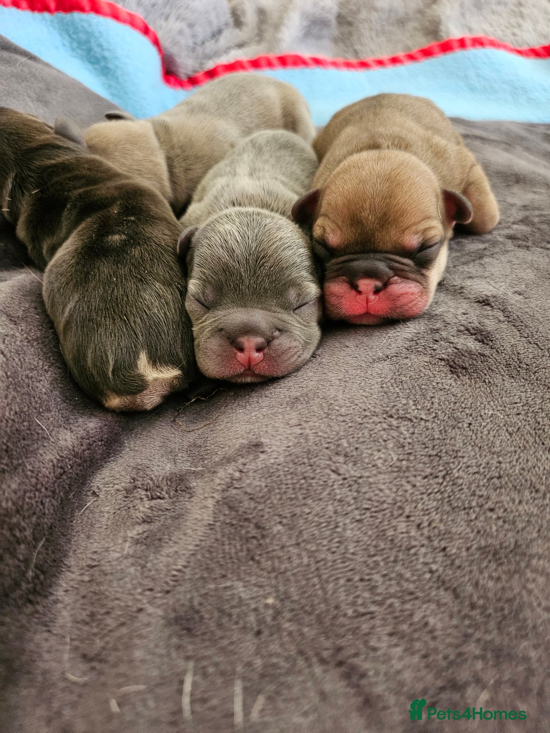 French Bulldog dogs for sale: ⚡️Exquisite 🌈 Pedigree French Bulldog Puppies ⚡️ - Image 26