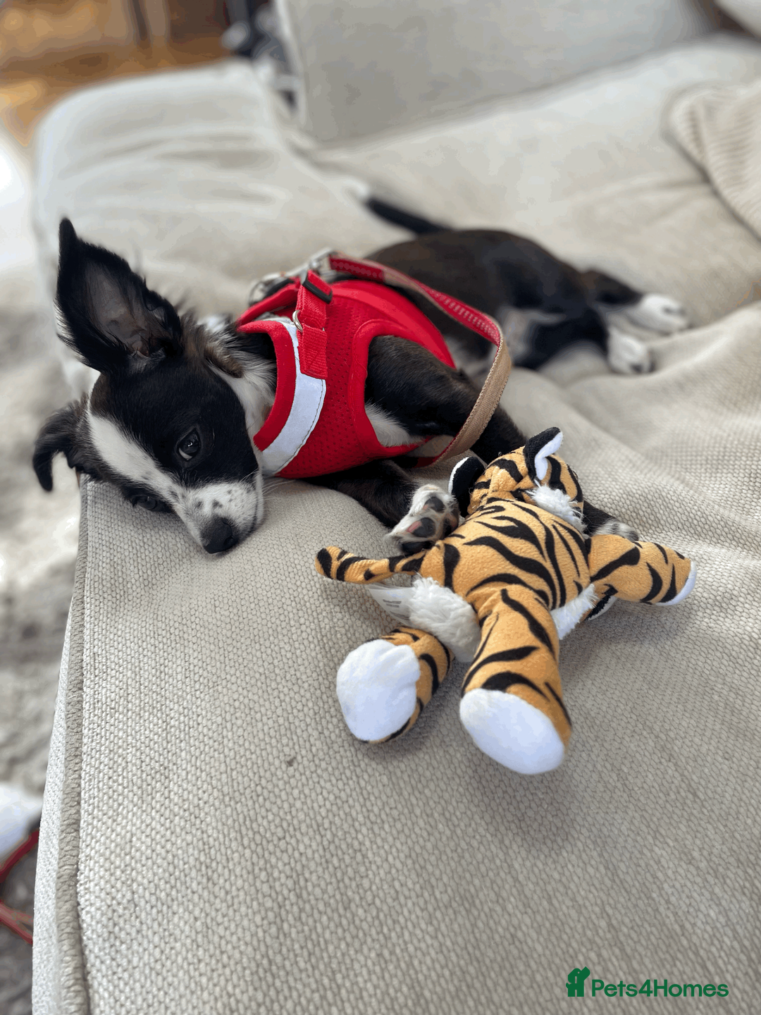Chihuahua dogs for sale: URGENT: 4 Month Old Chihuahua Cross Puppy - Advert 2
