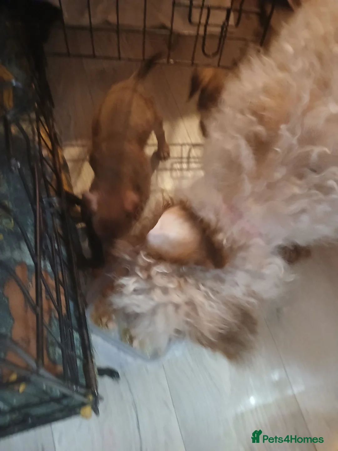 Chipoo dogs for sale: Mixed breed puppies  - Advert 9