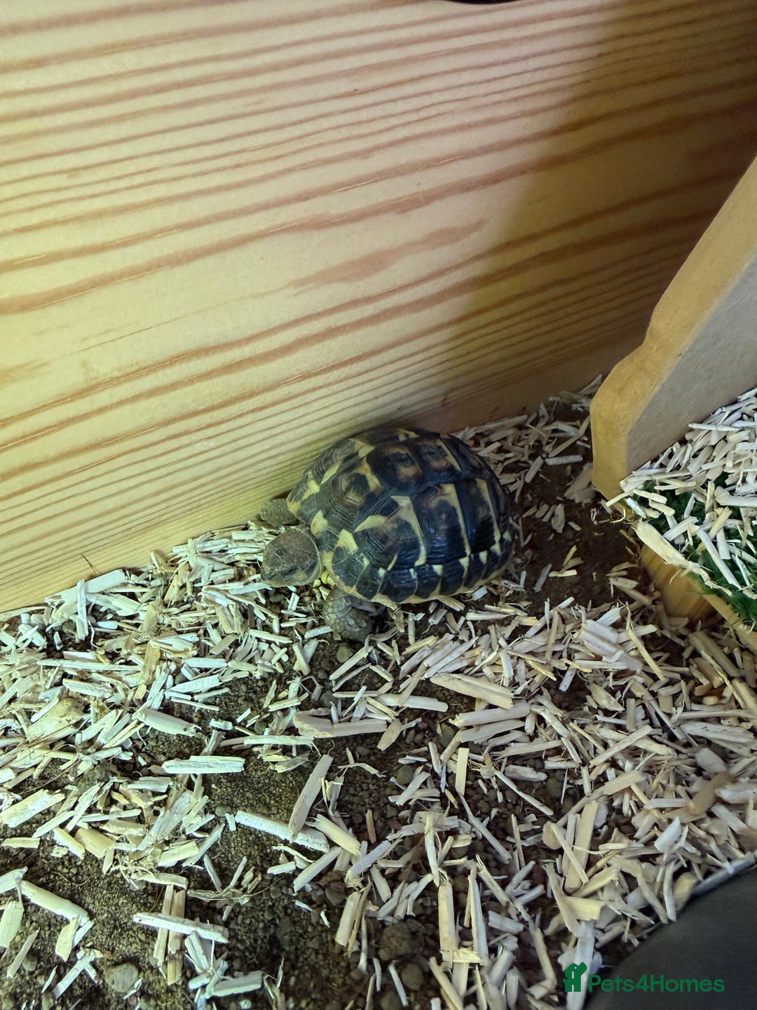 Tortoise reptiles for sale: Dwarf Hermann Tortoise with enclosure - Image 8
