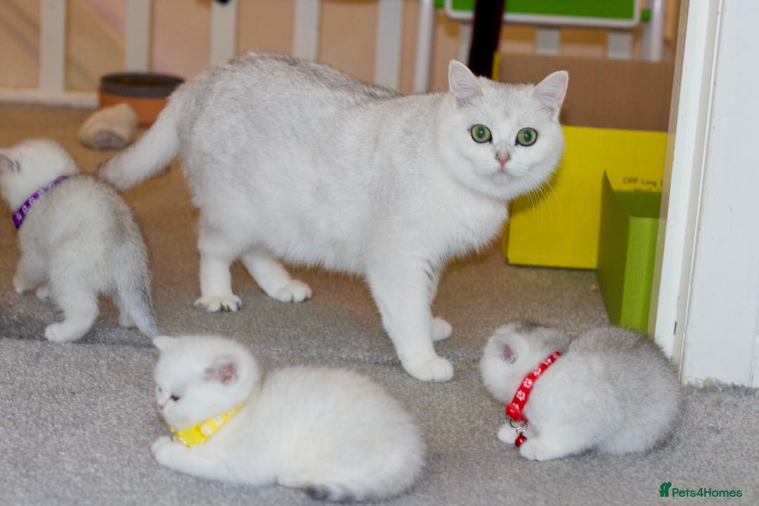 British Shorthair cats for sale: White British Shorthair Kittens – Rare Green Eyes - Advert 5