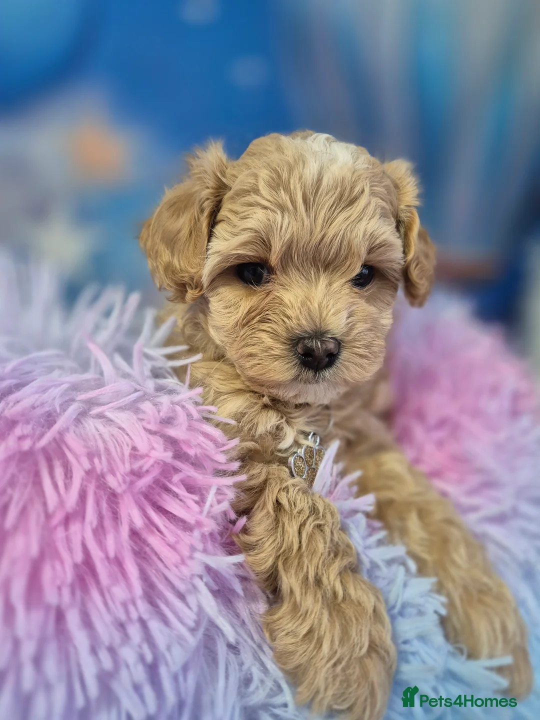 Maltipoo dogs for sale: Stunning Toy F1 Apricot & Cream maltipoo's - Advert 27