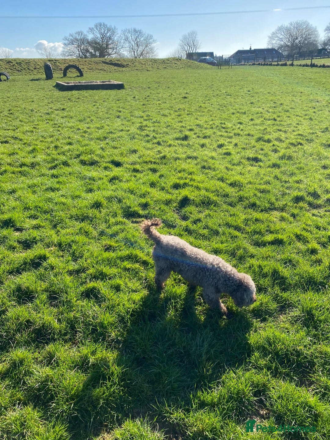 Miniature Poodle dogs for sale: Mini poodle male  - Advert 6