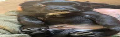 Red - male, reserved 