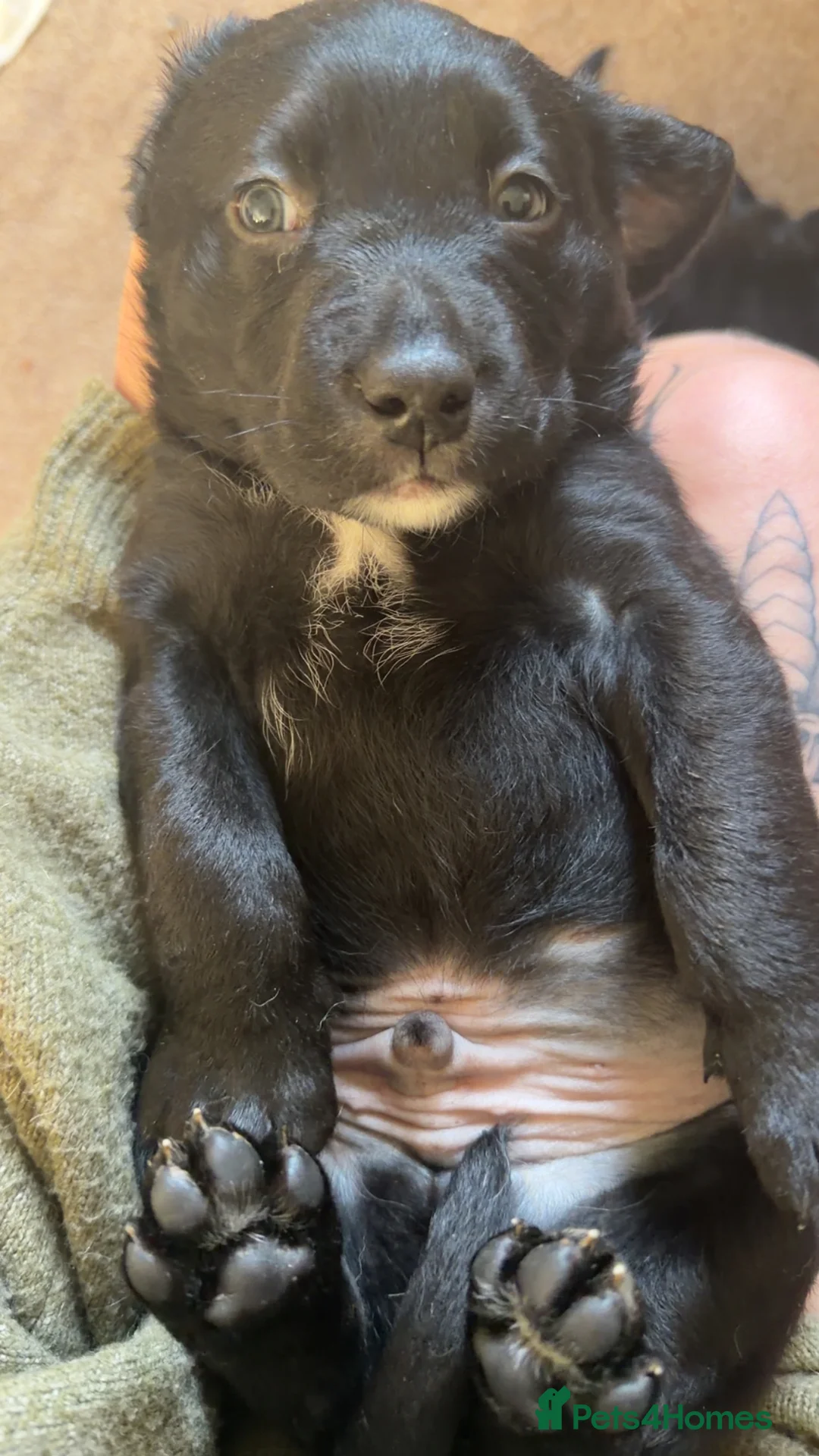 Labrador Retriever dogs for sale: Adorable Labrador Puppies - Advert 14