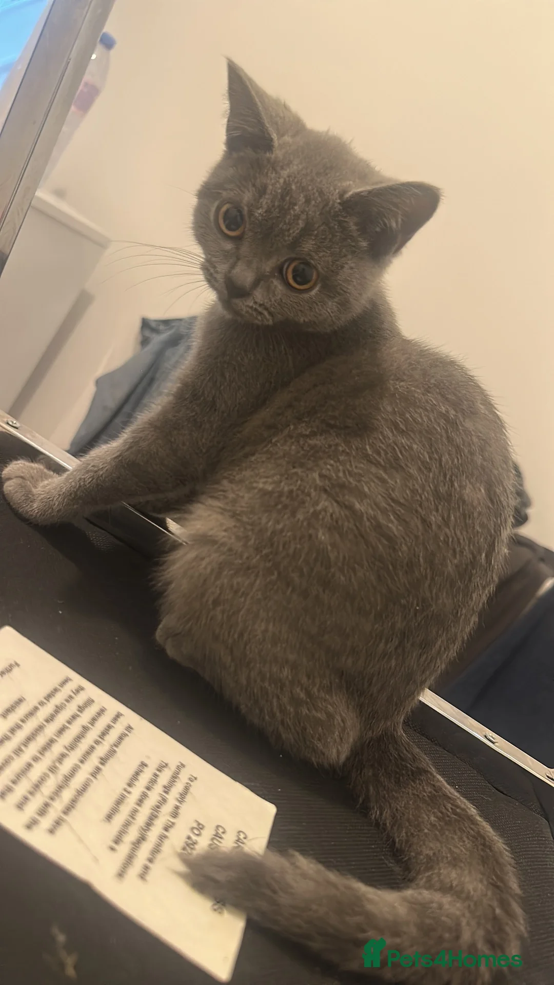 British Shorthair cats for sale: His name is Ares - Advert 2