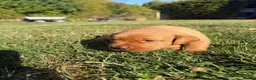 Labrador Retriever dogs for sale: Gorgeous Fox Red Labrador Puppies - KC Reg. - Advert 6