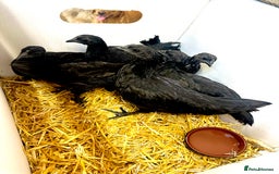 Chickens poultry for sale: RARE Ayam Cemani chicks - Image 5
