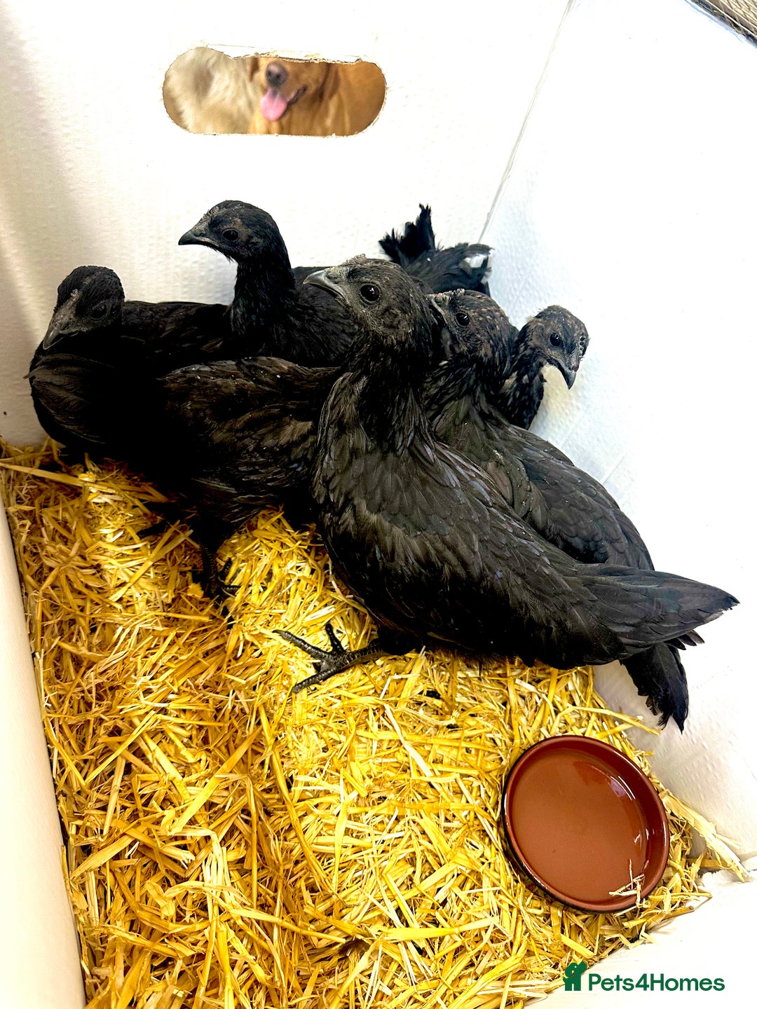 Chickens poultry for sale: RARE Ayam Cemani chicks - Image 5