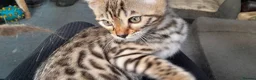 Bengal cats for sale: Bengal kittens Ready now - Advert 4