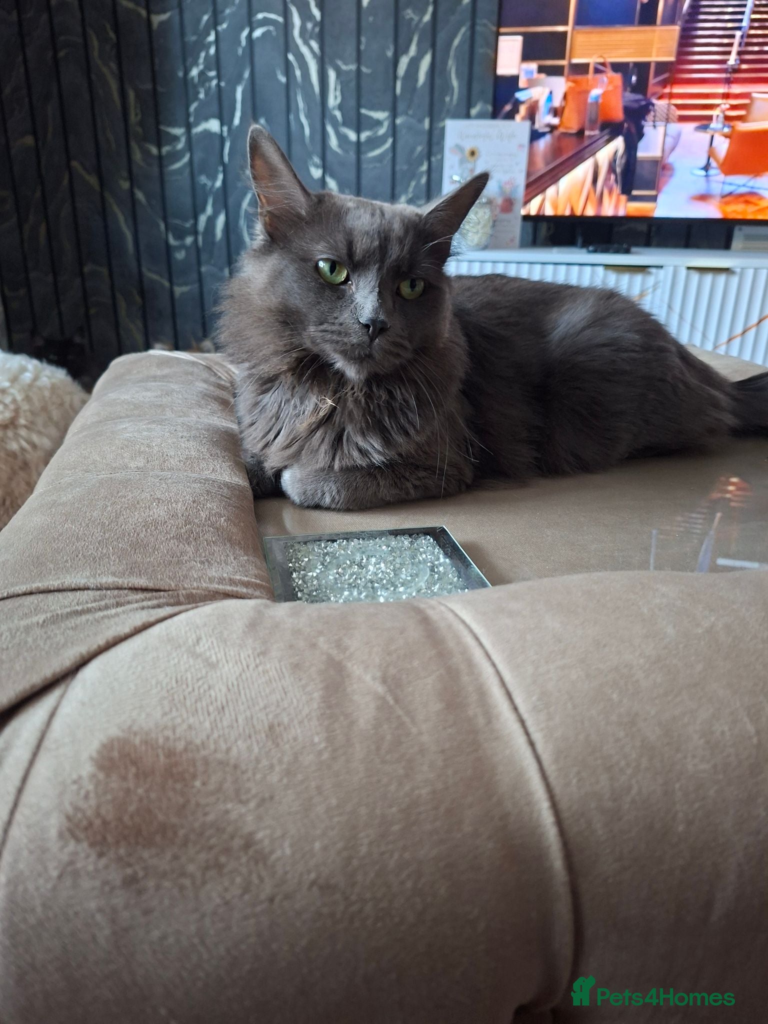Mixed Breed cats Male mancoon / british blue - Advert 1