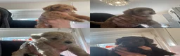 Schnoodle dogs for sale: Schnoodle puppies, 1 girl, 3 boys  in Bradford - Advert 1