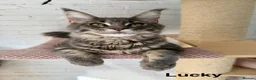 Maine Coon cats for sale: Pedigree Massive TICA registered kittens  - Advert 31