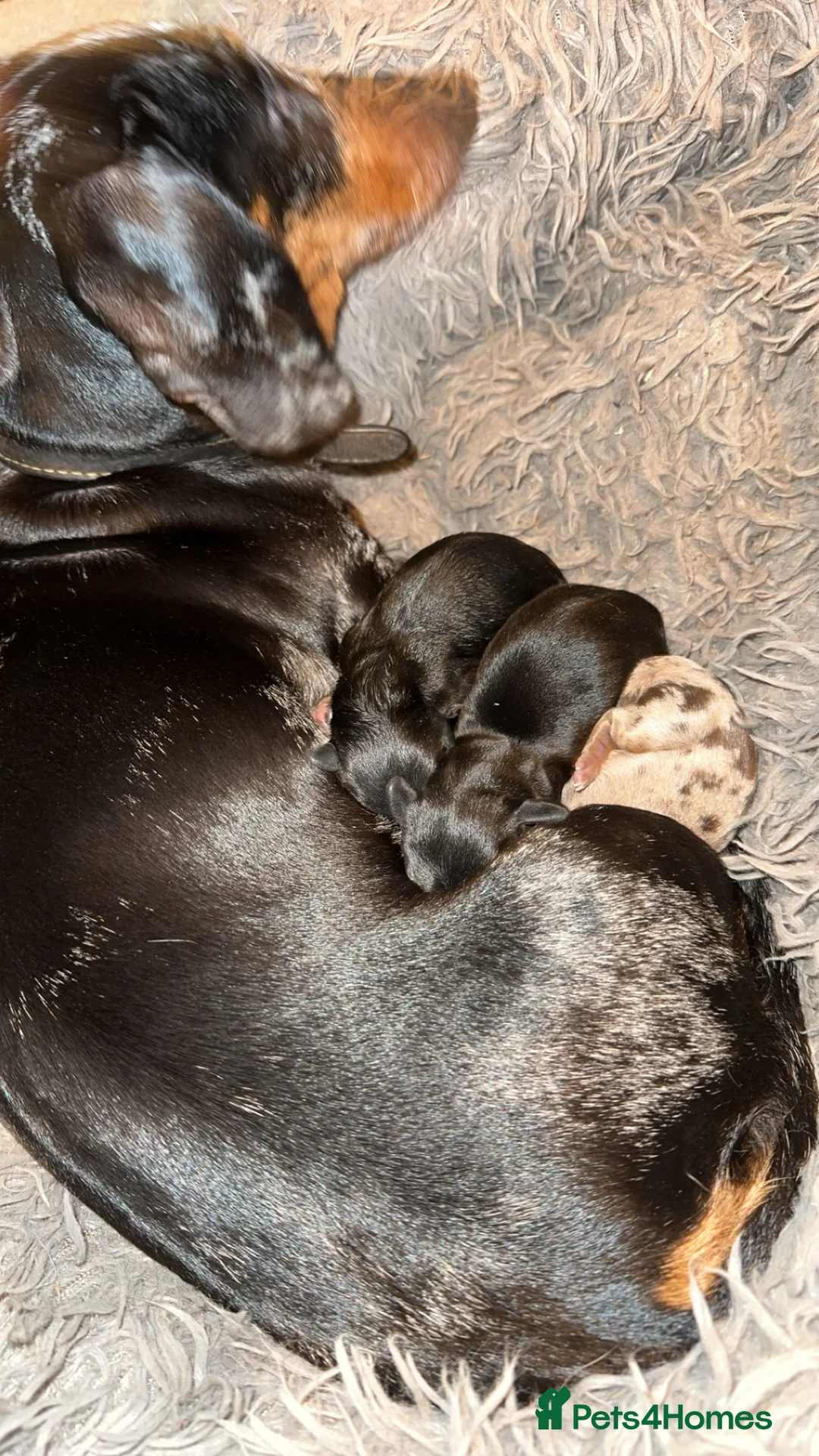 Miniature Dachshund dogs for sale: Gorgeous miniature dachshund puppies - Advert 2