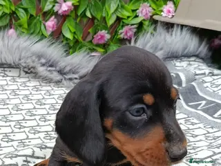 Dachshund dogs QUALITY LH/SMOOTH MIN DAXIS KC REG PRA CLR - Advert 2