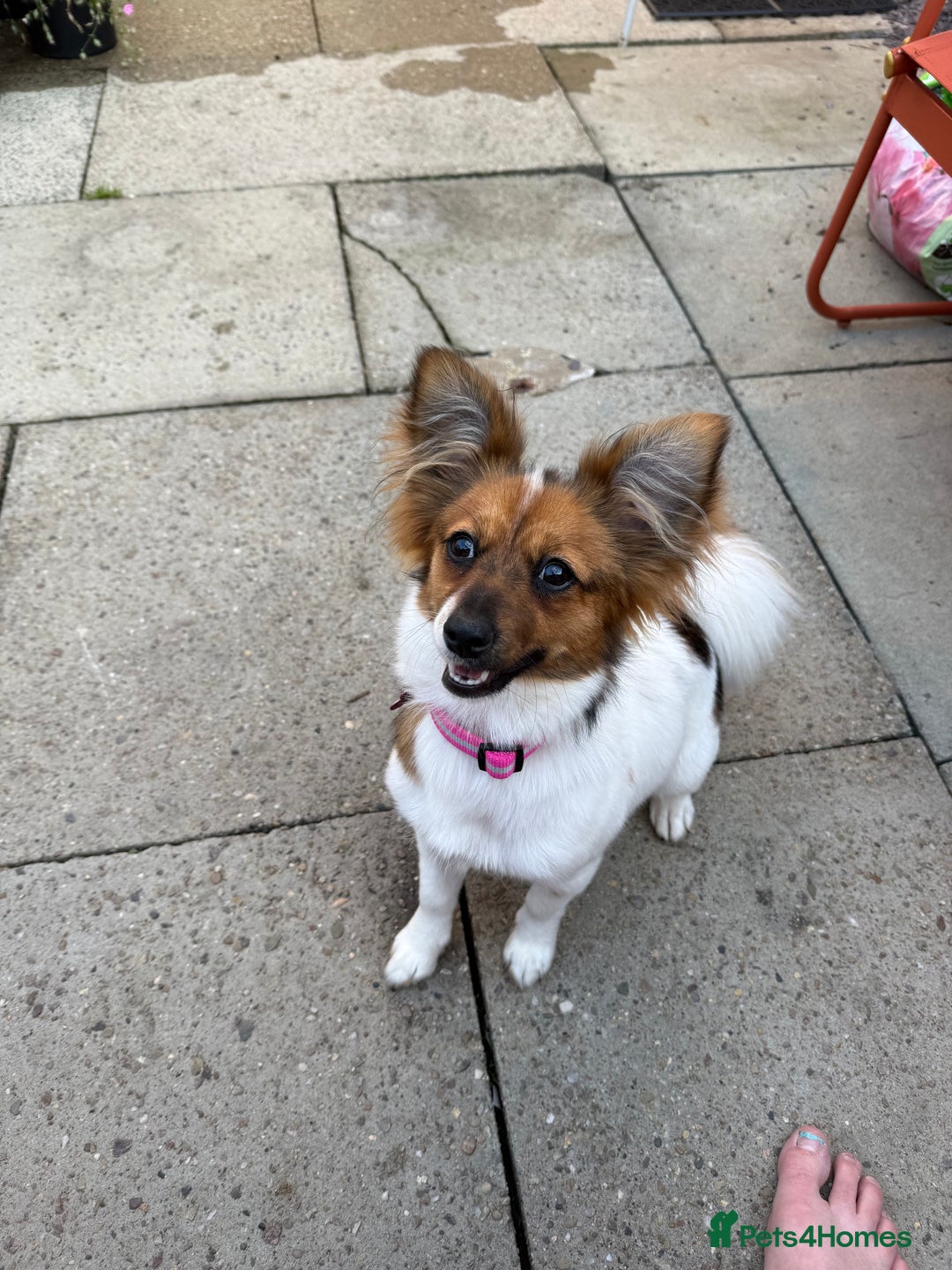 Mixed Breed dogs for sale: Pip - gorgeous 15 month old Pom Jack - Advert 12
