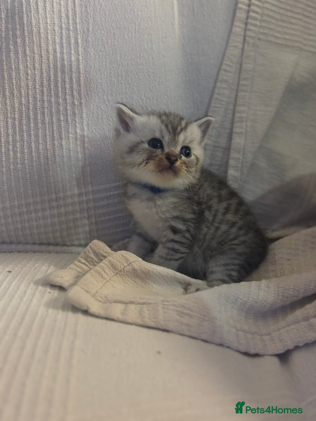 Persian cats for sale: Beautiful chinchilla Persian x - Advert 5